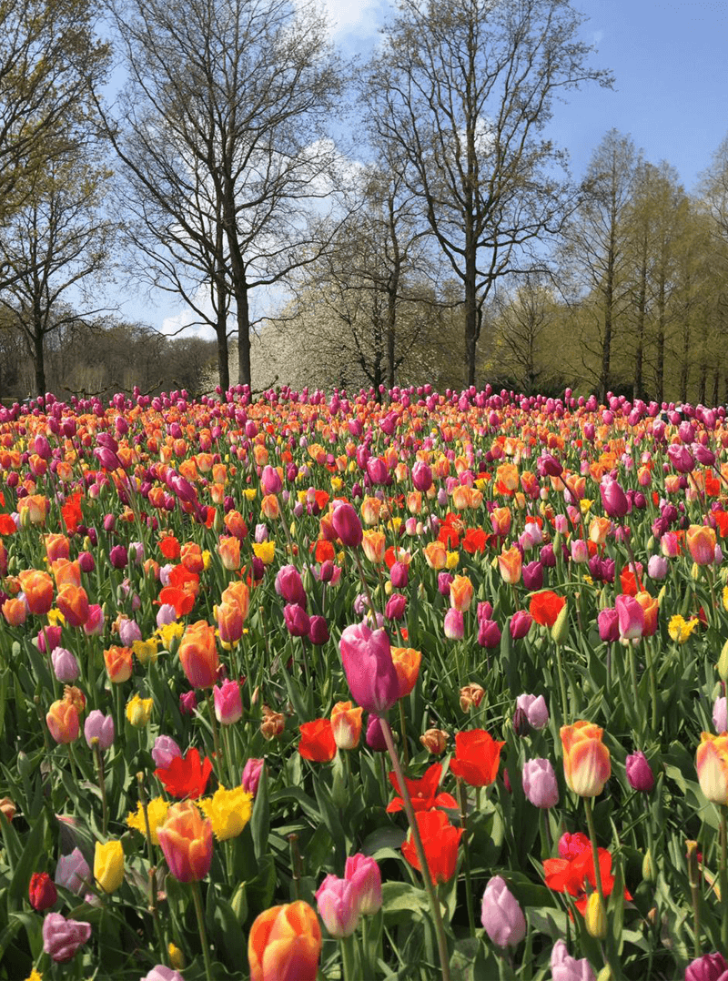 parque Keukenhof Holanda Europa