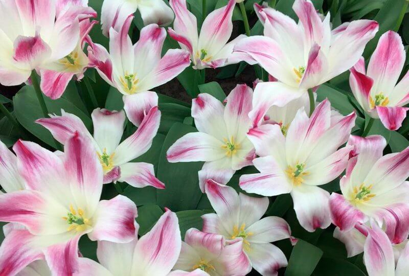 parque Keukenhof Holanda Europa