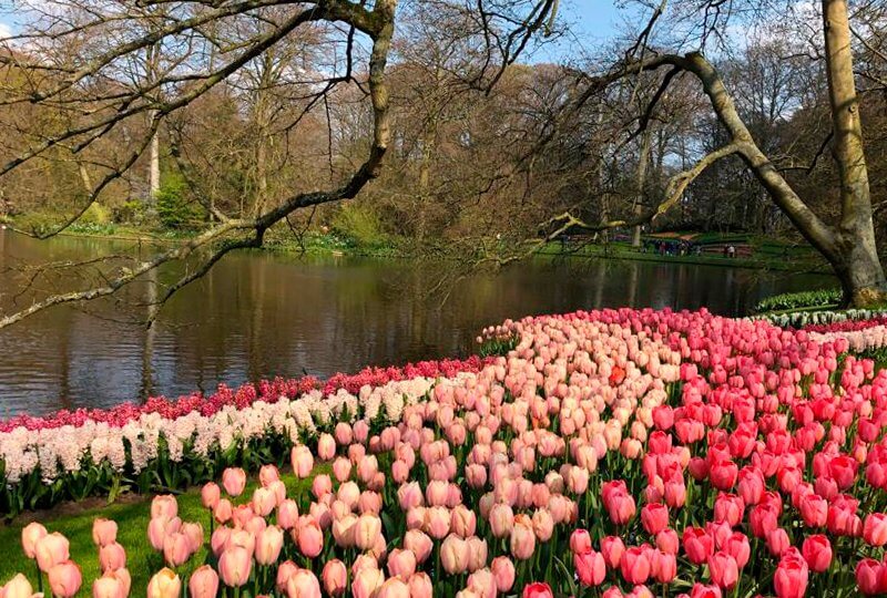 parque Keukenhof Holanda Europa