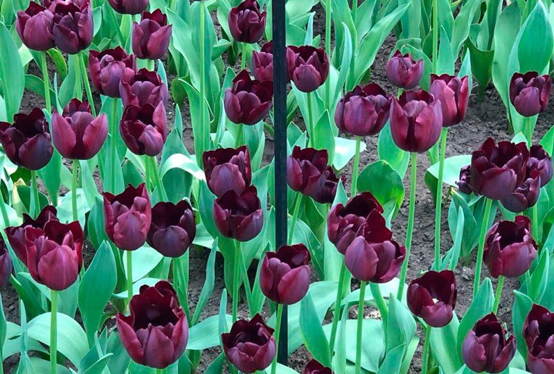 parque Keukenhof Holanda Europa