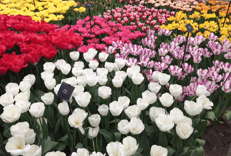 parque Keukenhof Holanda Europa