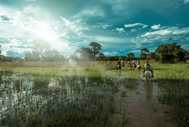 pantanal brasil