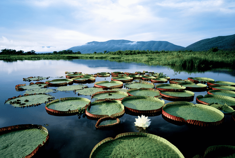 pantanal brasil