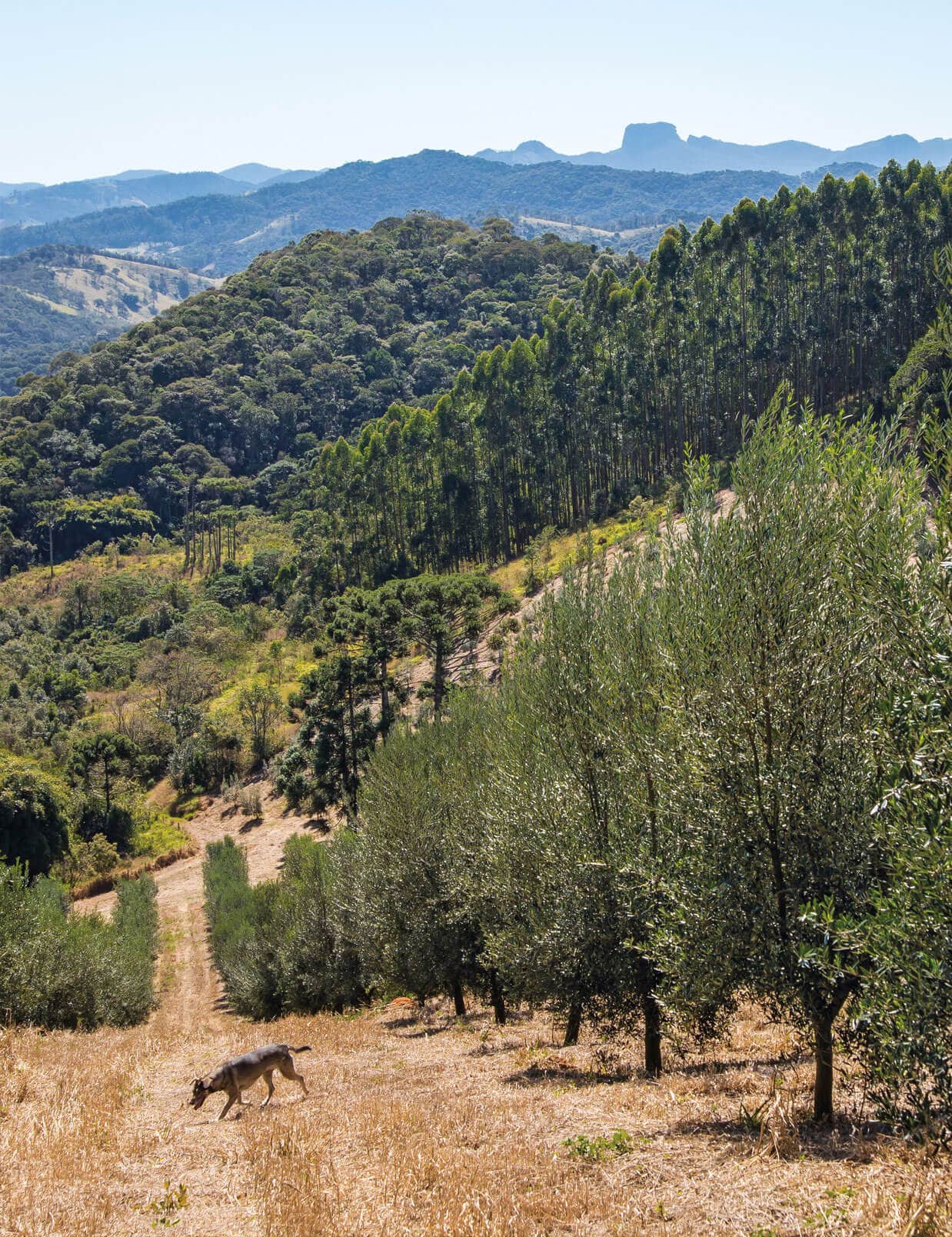 Fazenda do Campo Alto Serra da Mantiqueira