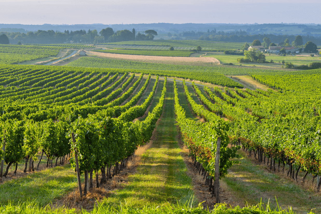 vinhedos bordeaux frança
