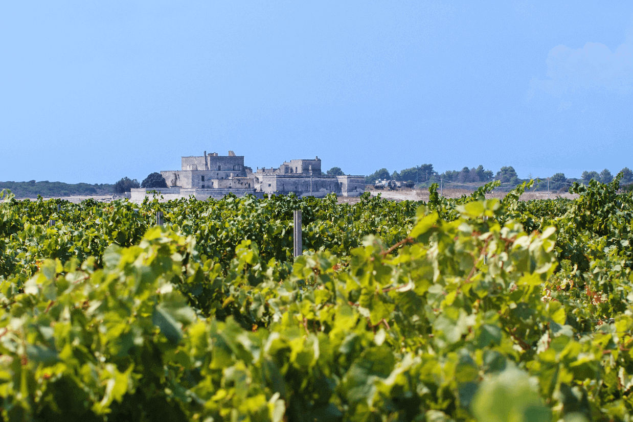 vinhedos Puglia